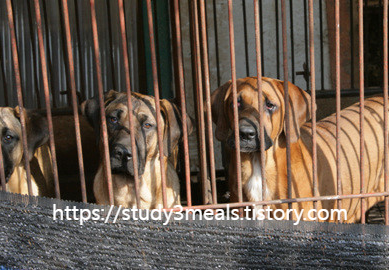 식용개 보상금 신청기간