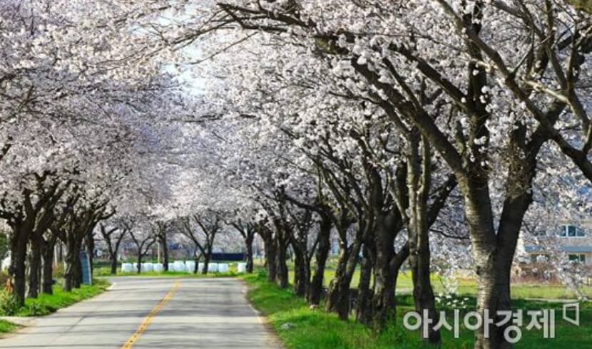 백수해안도로 벚꽃길