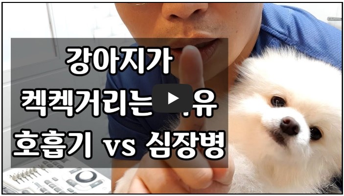 수의사 유튜버 추천 순위 TOP 10 6