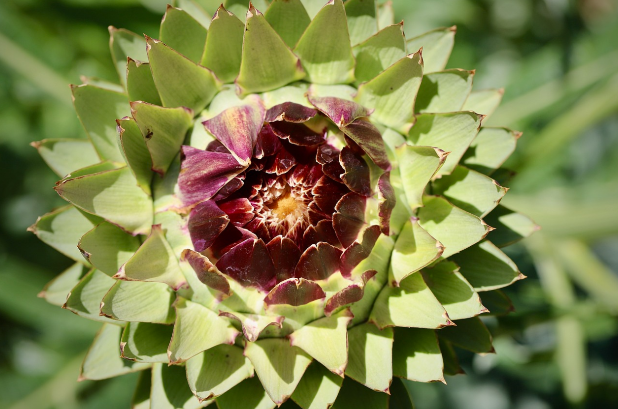 간 해독 돕는 음식 관련 이미지 (아티초크)