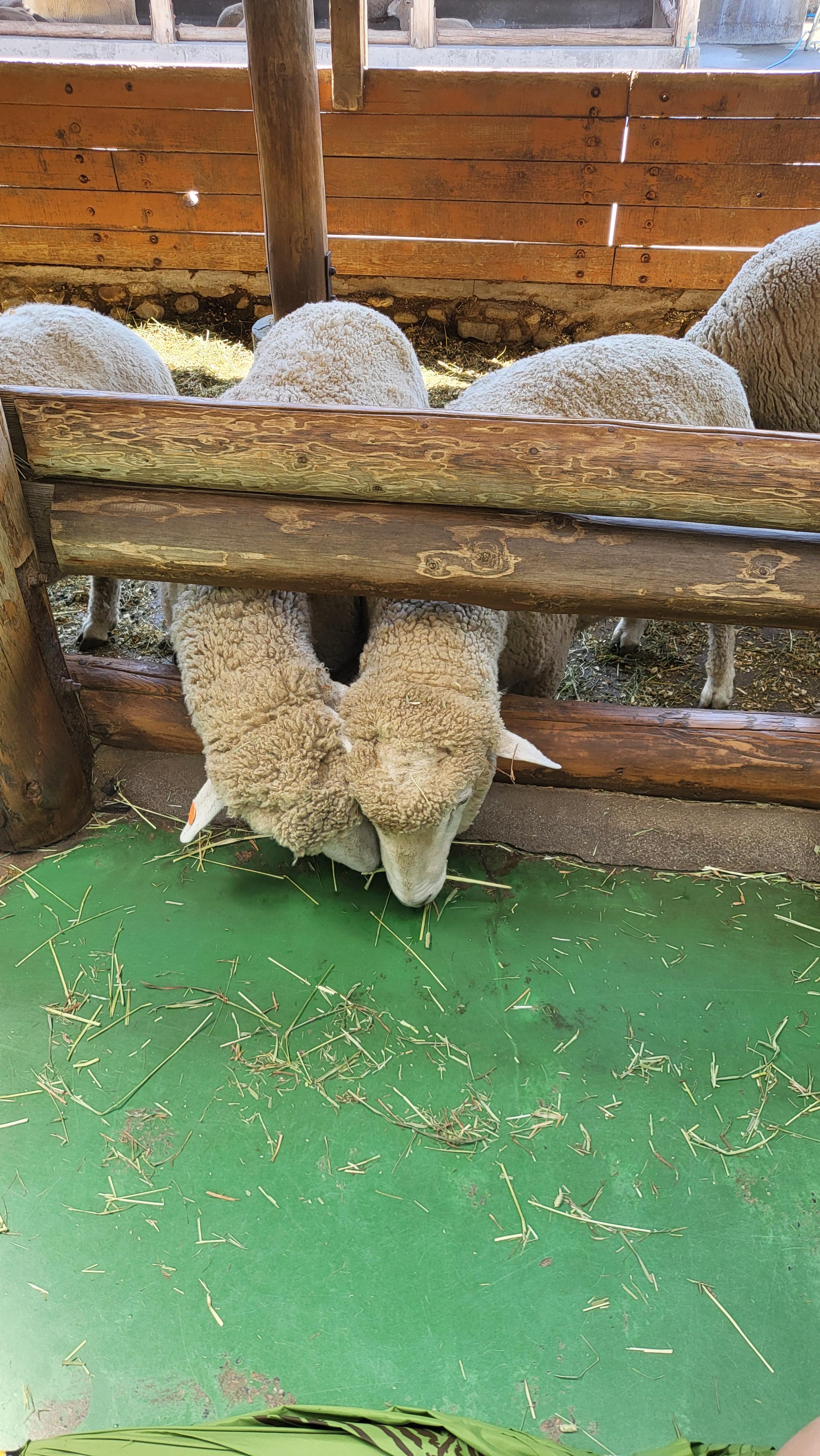 양 먹이 체험 중의 양