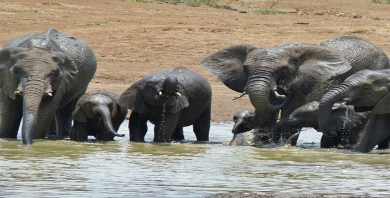코끼리꿈 꿈해몽 태몽 길몽 흉몽 10가지 정리.두번째