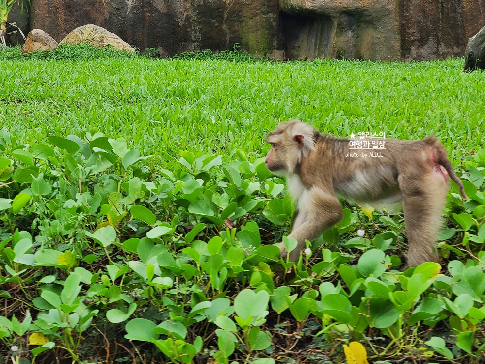 베트남 남호이안 빈원더스 사파리 후기 가격 할인입장권 예약 리버