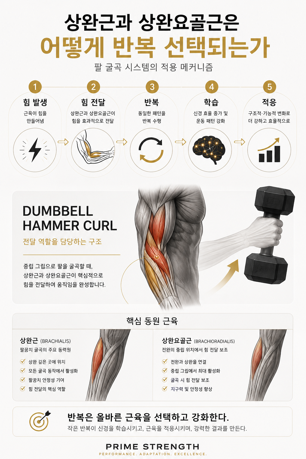 상완근과 상완요골근은 어떻게 반복 선택되는가