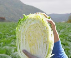 절임배추 예약