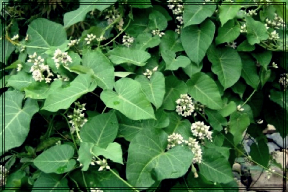 박주가리 효능, 건강에 좋은 이유는?