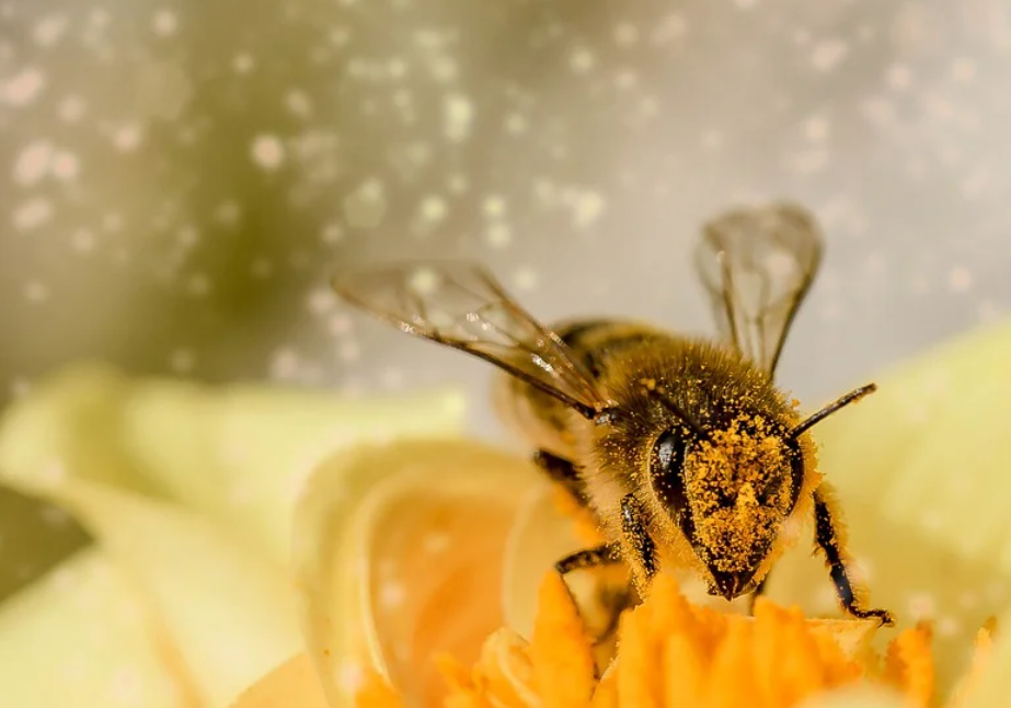벌을 잡는 꿈, 벌에 쏘이는 꿈, 벌이 덤벼드는 꿈 해몽 및 뜻풀이