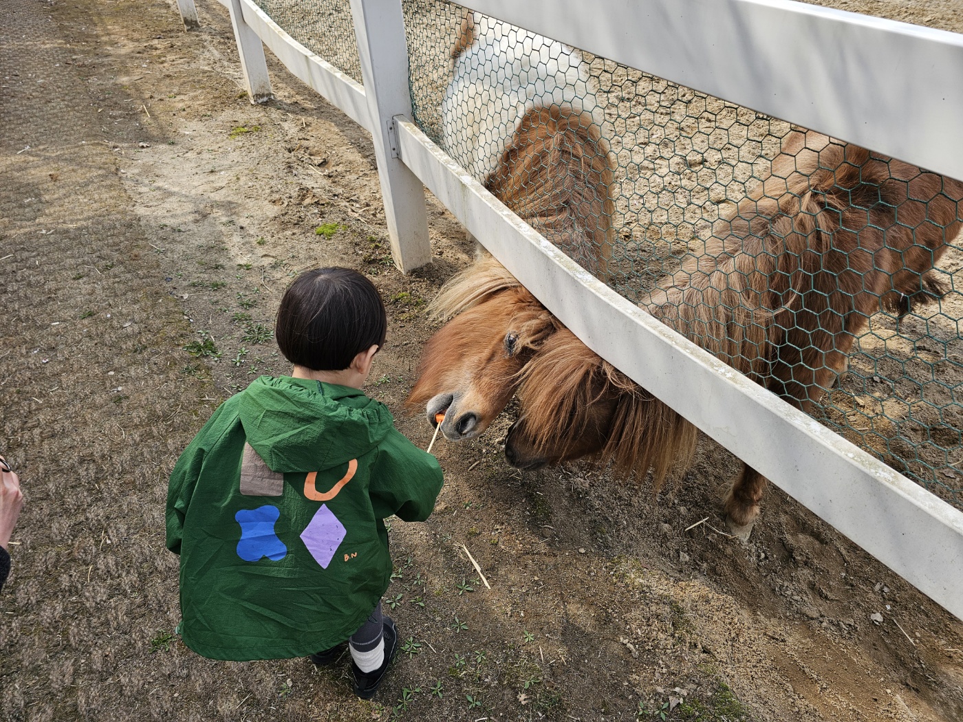 ※ 조랑말&amp;#44; 혹은 망아지