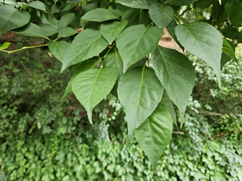 때죽나무 잎1