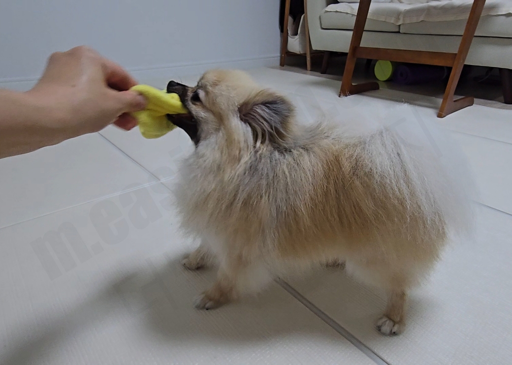 터그놀이를 하는 강아지