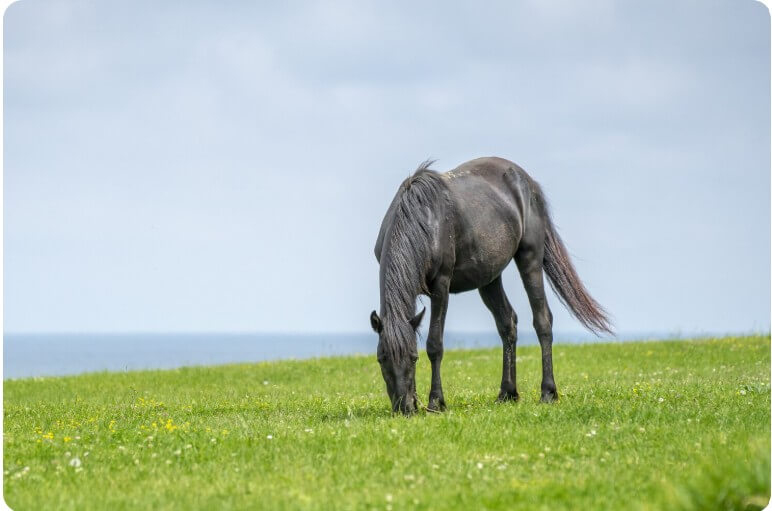 풀을 뜯고 있는 검정색 말
