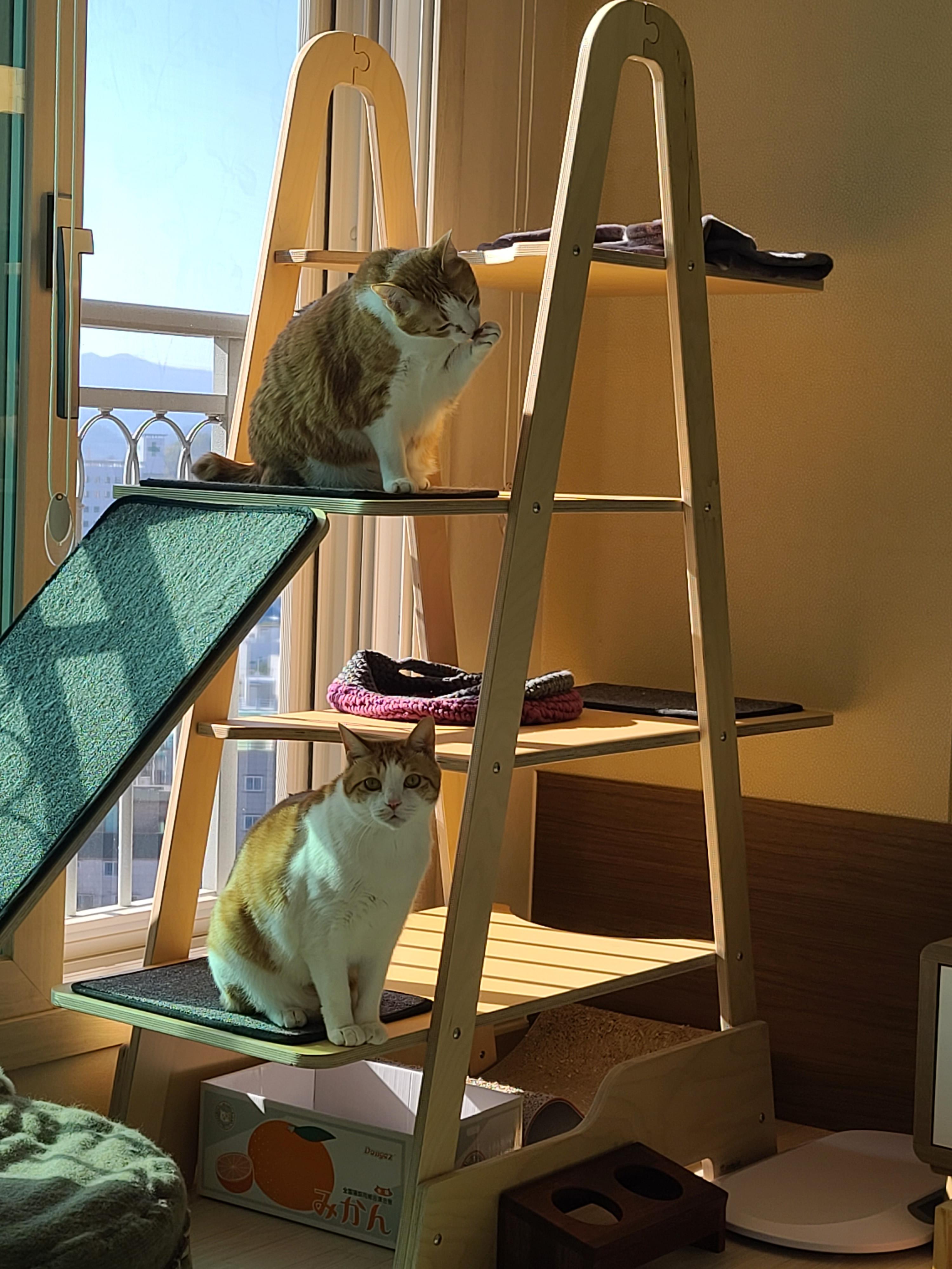 햇살 좋은날 캣타워에 치즈 고양이들~(feat.고양이 꼬리언어)