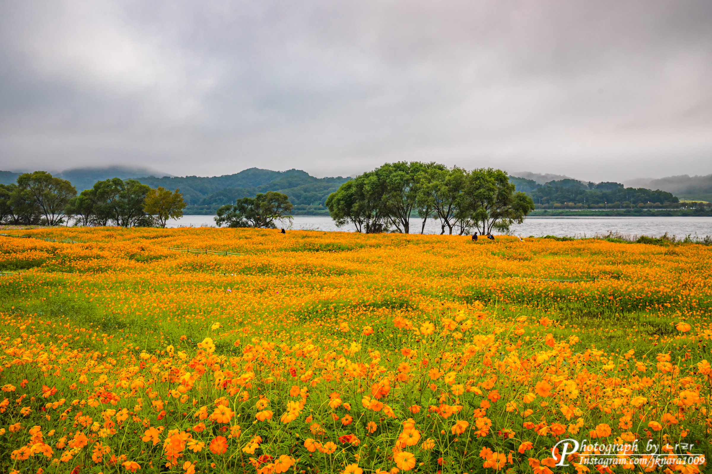 황화코스모스밭