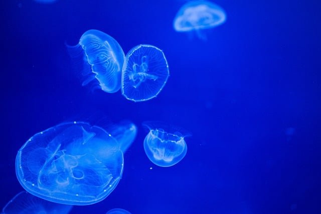 해파리20