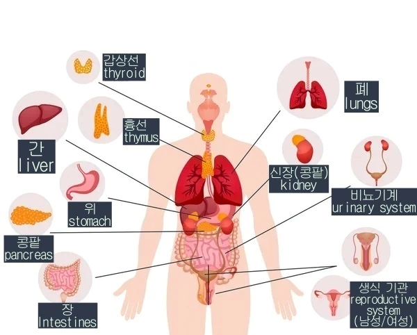 인체 기관들의 위치