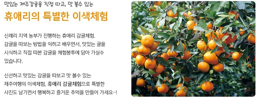 휴애리 유채꽃 축제 감귤체험&#44; 휴애리는 제주에서 아름다운 향토공원으로 한라산이 보이는 쉼과 제주의 향기를 느낄 수 있는 자연 생활 체험 공간입니다. 매년 매화&#44; 수국&#44; 핑크뮬리&#44; 동백꽃 축제가 열리고 있습니다. 계절마다 아름답게 피는 꽃을 제주도에서 본다면 잊지 못할 여행이 될 것입니다.