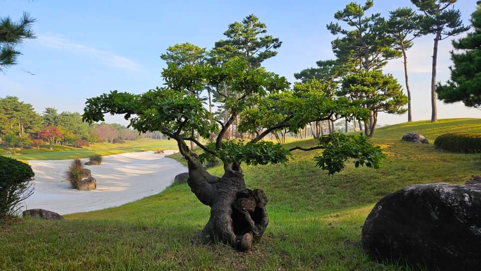 골프장 경험담 당진 파인스톤cc 대형 멋진 정원에서 환상의 골프 운동