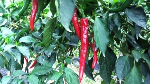 고추재배법-건고추용-홍고추-수확시기