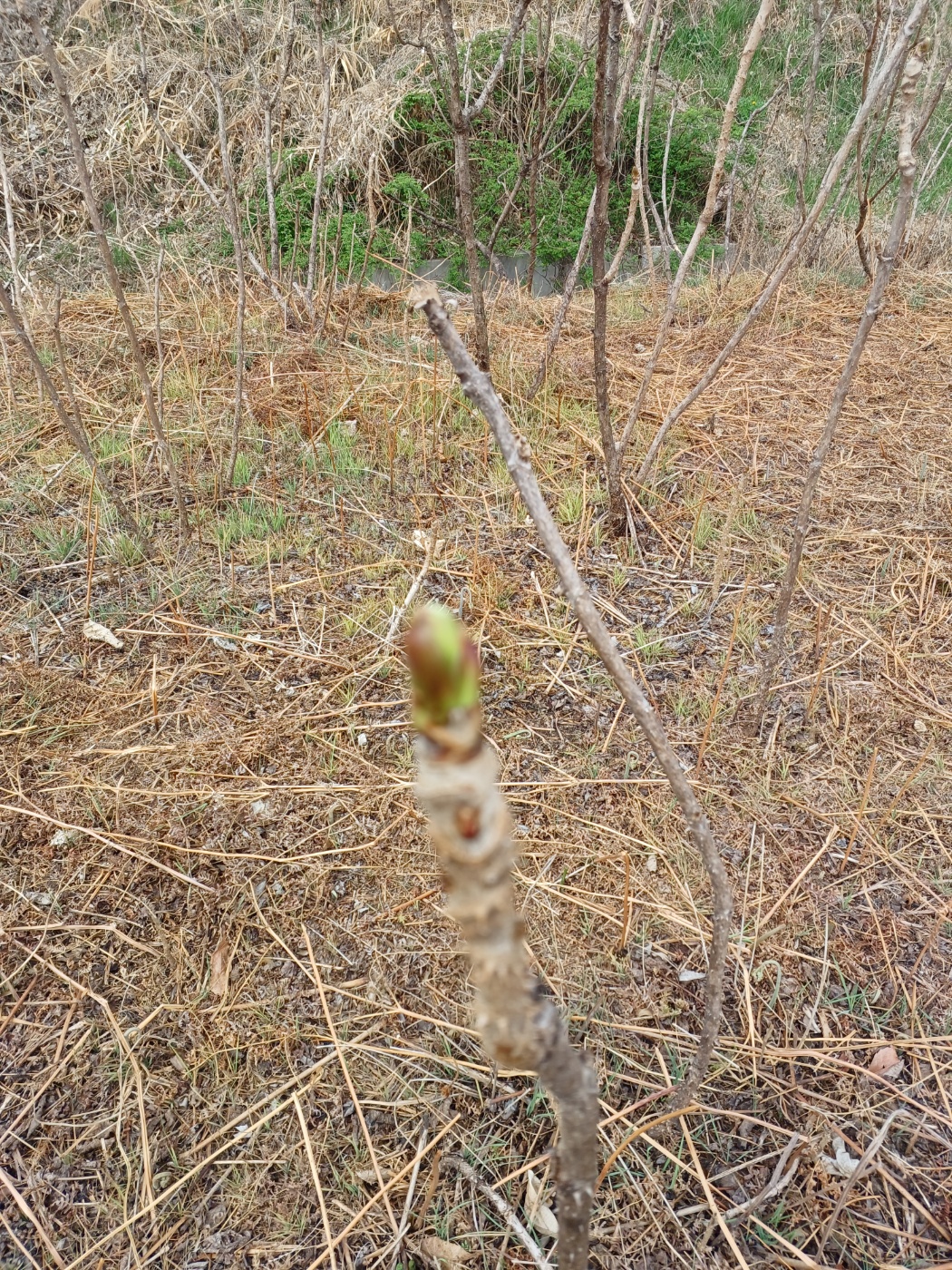 참두릅과 여름두릅 가격 알아보기