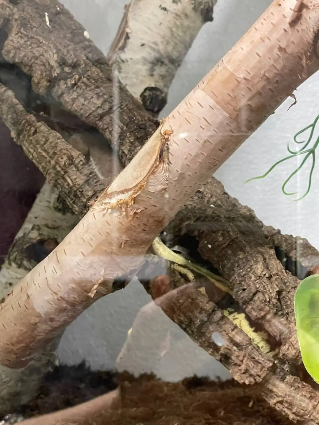 도마뱀 키우기 크래스티드 개코 