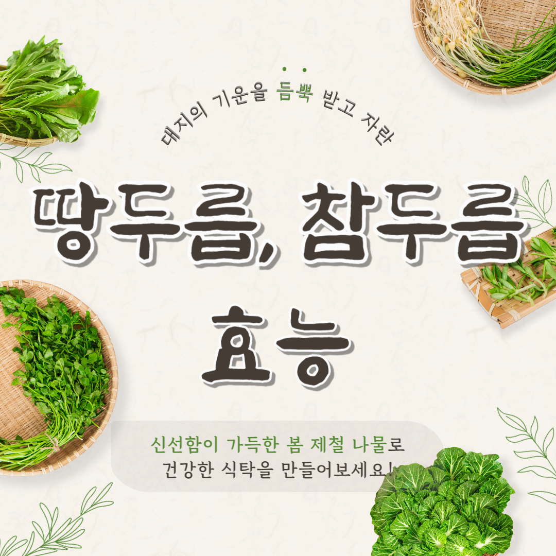 땅두릅,참두릅 효능 및 부작용 요리법 총정리