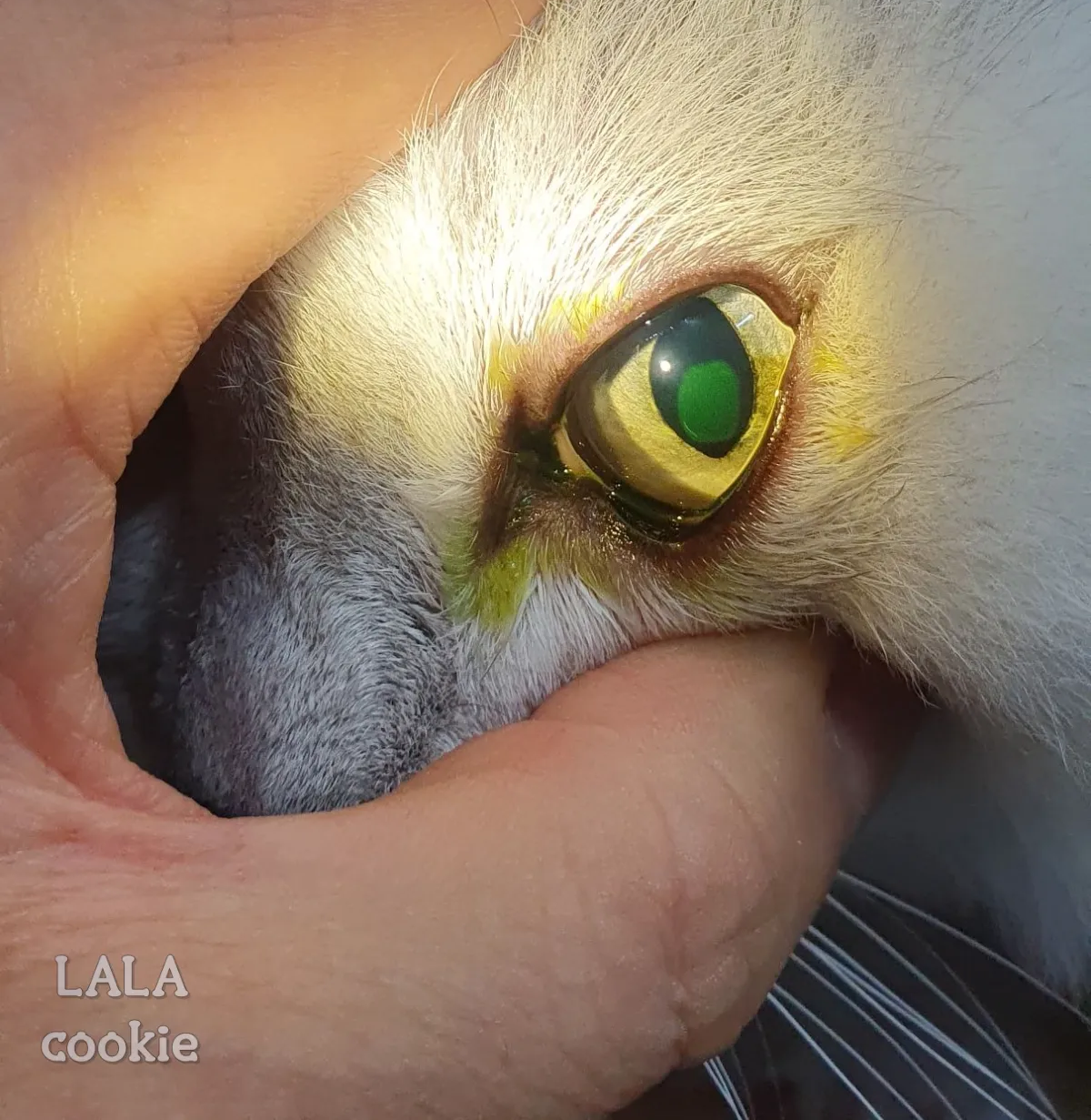 고양이-눈병-결막염-각막염-증상-병원-검사-눈에-난-상처