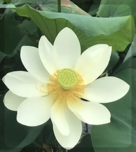 세미원 연꽃축제, 연꽃문화제_1