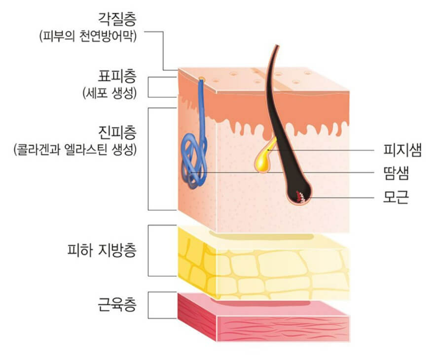 피부층 구조