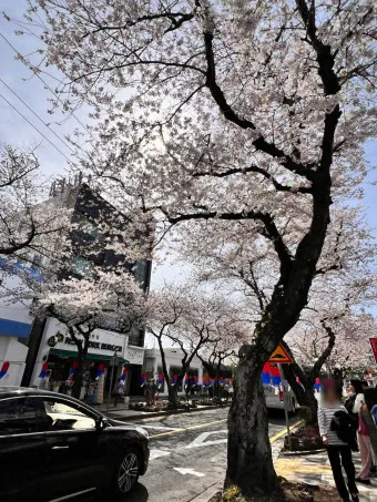 제주 벚꽃 명소 추천 아무도 모르는 명소_8