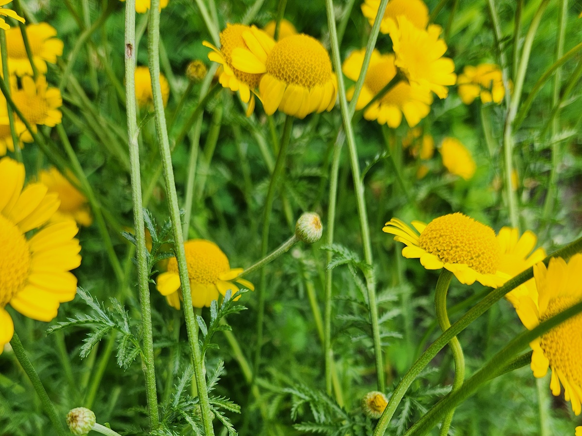 다이어스캐모마일