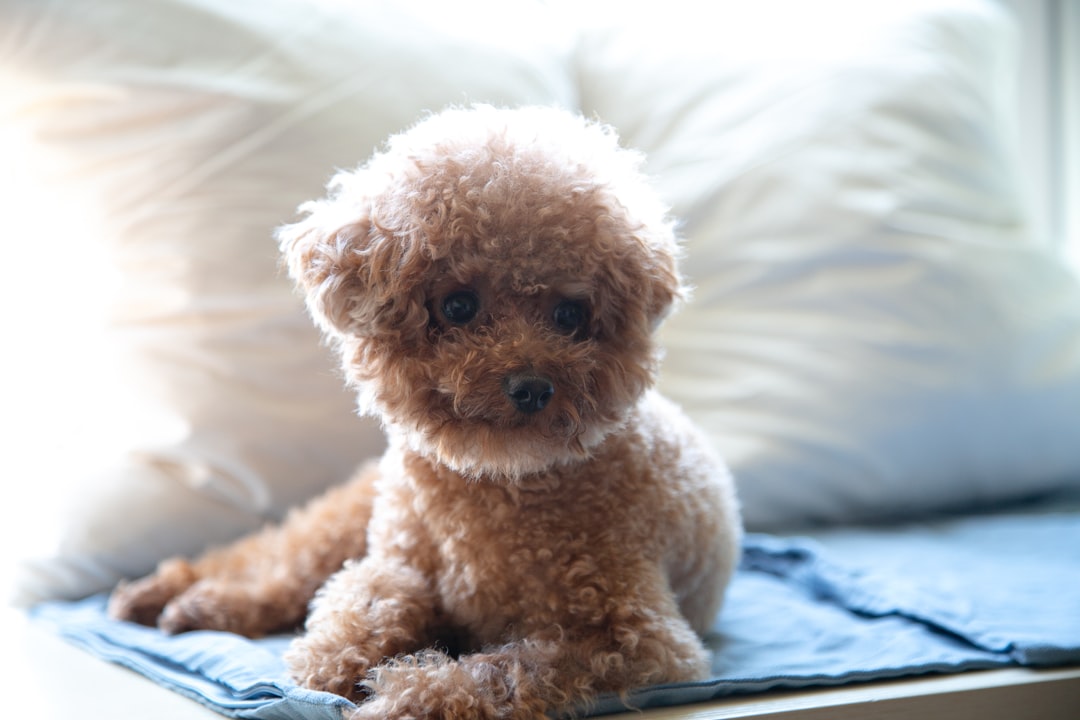 Dog mat