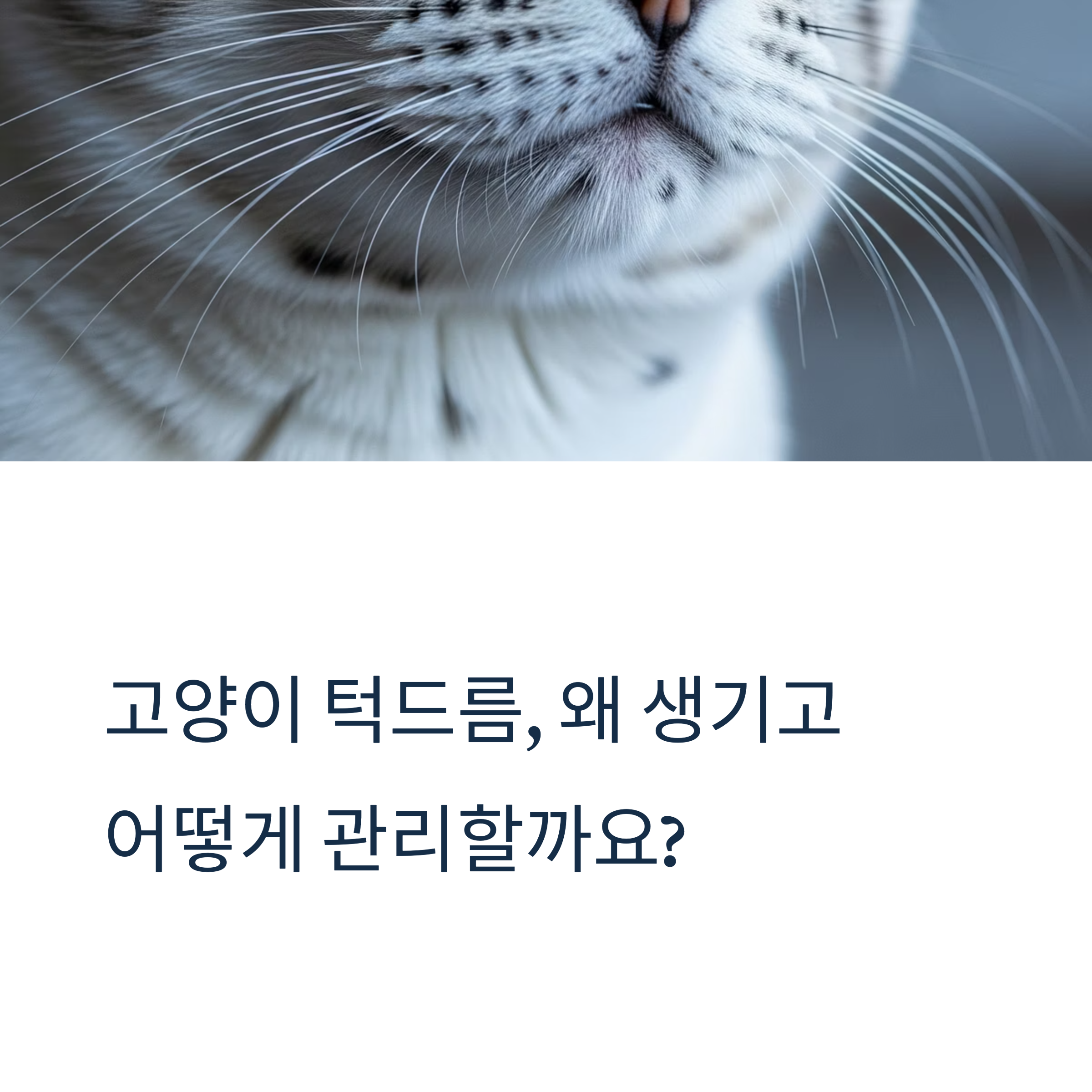 고양이 턱드름, 왜 생기고 어떻게 관리할까요?