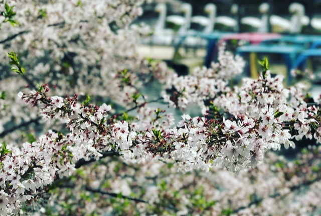 4월 꽃놀이 봄 제철음식