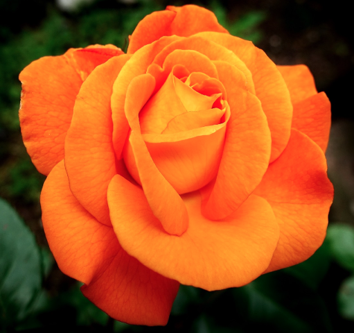 2025 울산대공원 장미축제