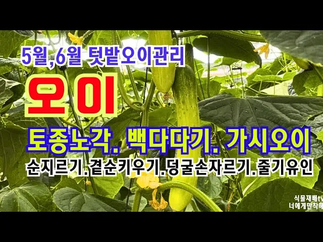 작물 순지르기 유인 기본 토마토 오이 가지 고추 수형관리_4
