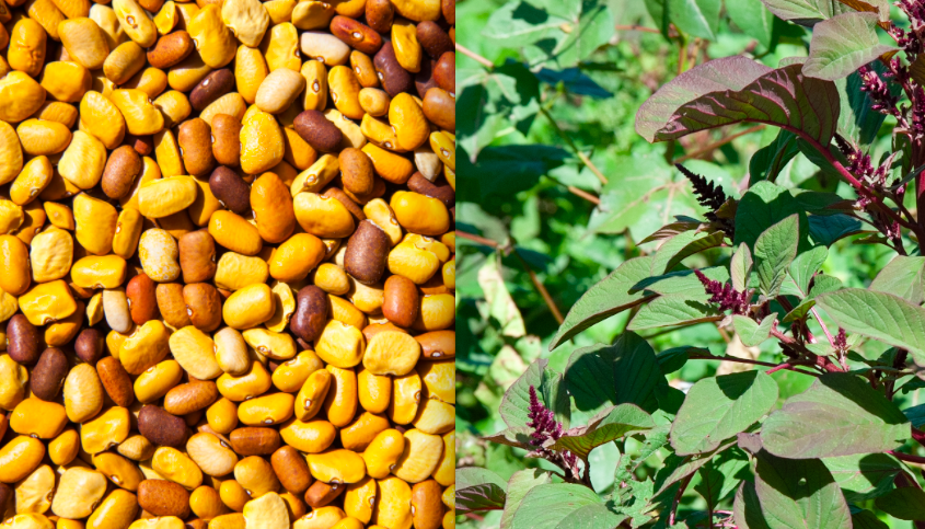 테파리콩-건강곡물