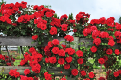 장미 색깔별 꽃말 개화시기 키우는법