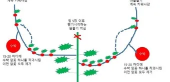 참외 순치기 순지르기 방법과 그림으로 쉽게 정리_5