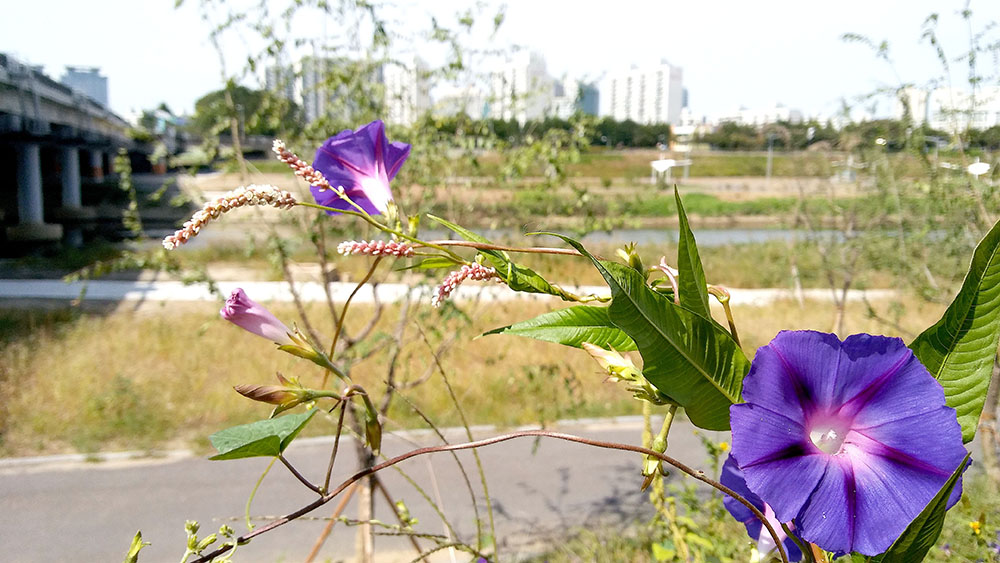 서울둘레길 안양천 꽃