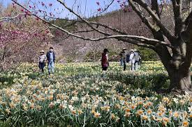  제 7회 천리포 수목원 목련 축제 특징