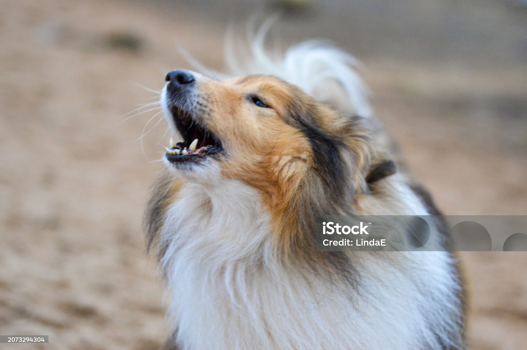 애완견이 짖는 이유