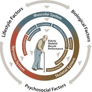 노화와근골격계문제