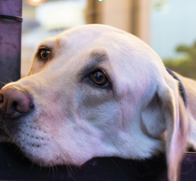 반려동물 장례준비