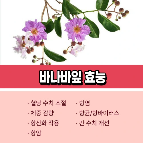 바나바잎 효능