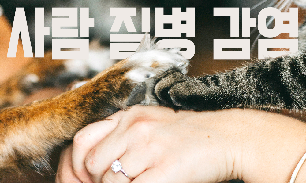 고양이-질병-감염