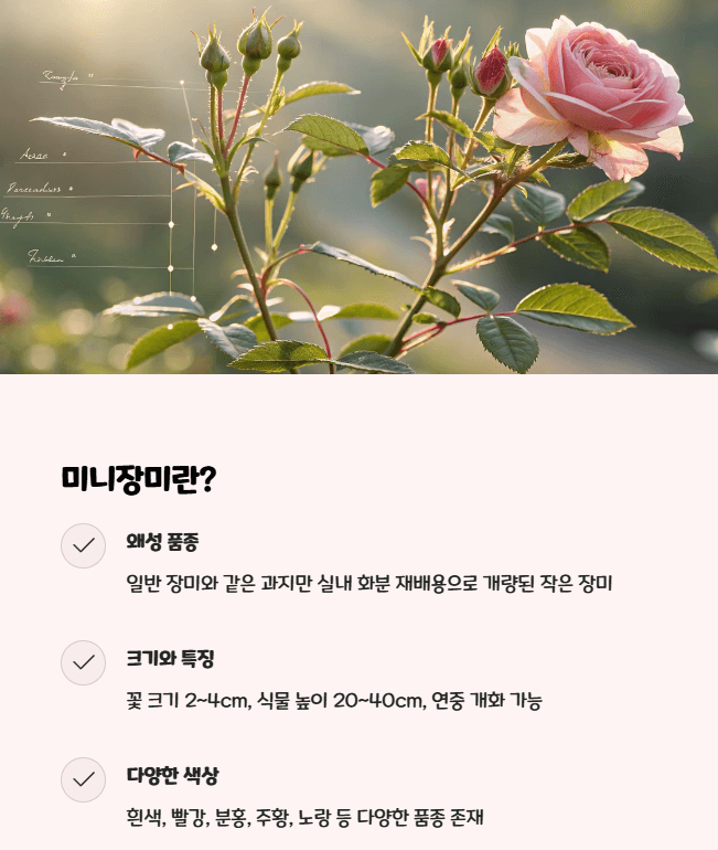 미니장미