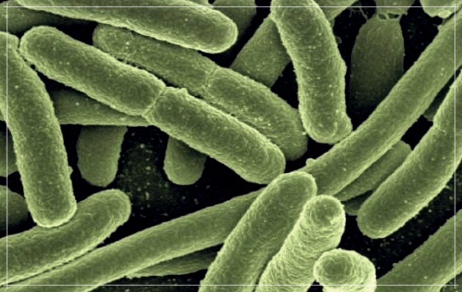 임균이란? 그리고 임질 치료방법