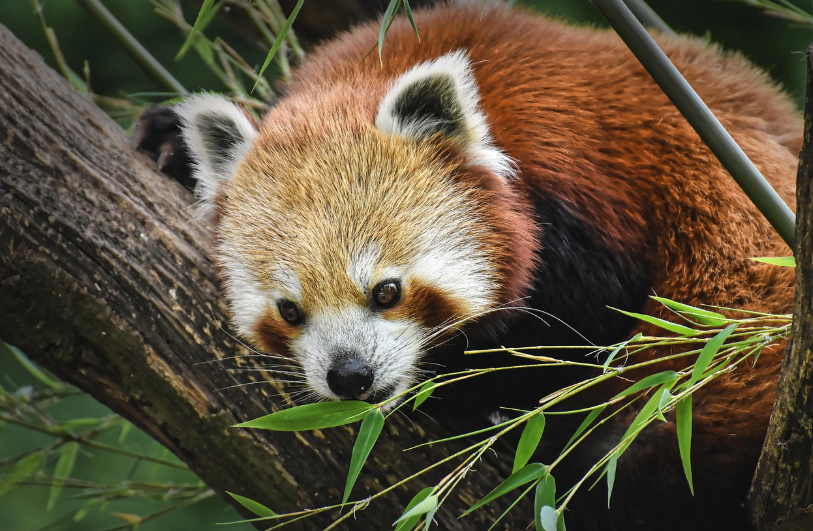 레드팬더 어린이도감