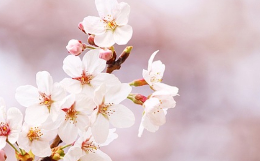 여의도 벚꽃축제 일정