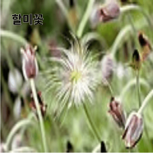 할미꽃의 영양소 및 효능, 채취방법, 요리 레시피